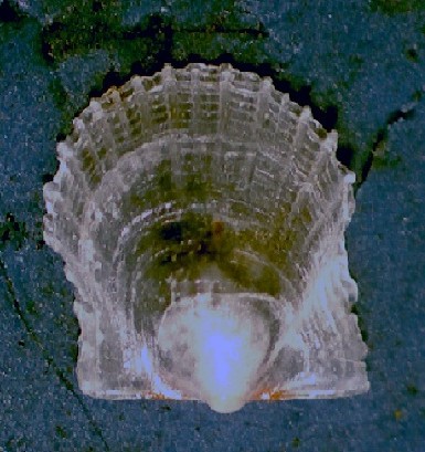 Pectinidae da determinare